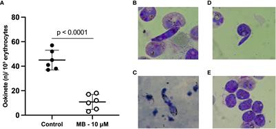 The activity of methylene blue against asexual and sexual stages of Plasmodium vivax